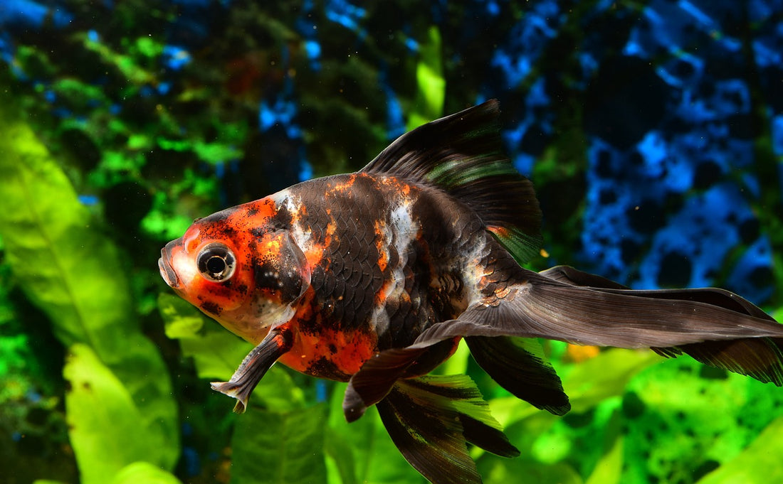 Tips for Keeping Your Tricolor Goldfish 