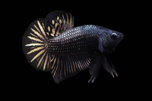 Tips for Your Black Samurai Betta Fish