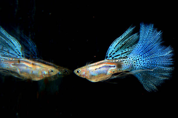 Assorted Guppy Fish Can Brighten Up Your Aquarium