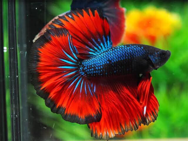 Betta