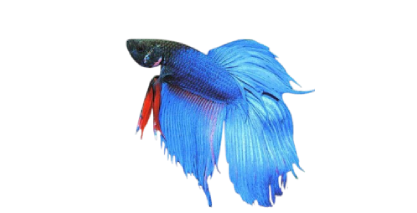 Betta