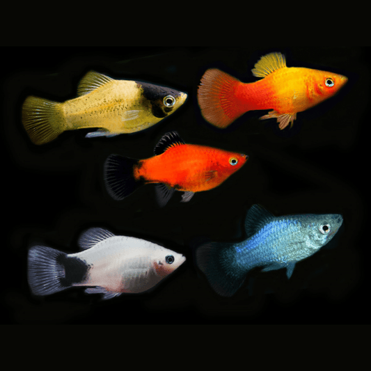 Assorted Platy