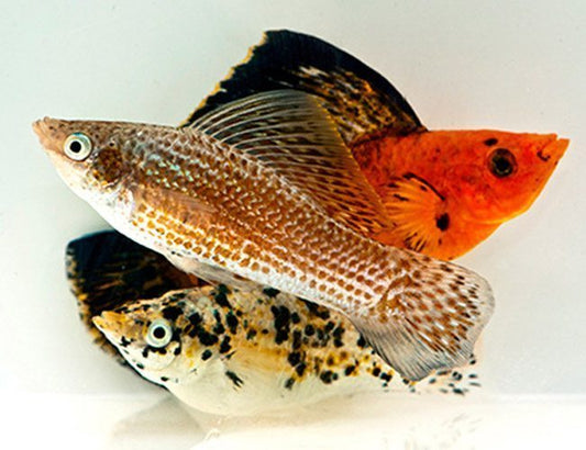 XL Assorted Sailfin Molly