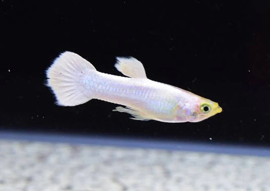 Snow White Guppy