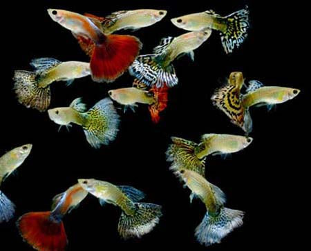 Male Assorted Guppy