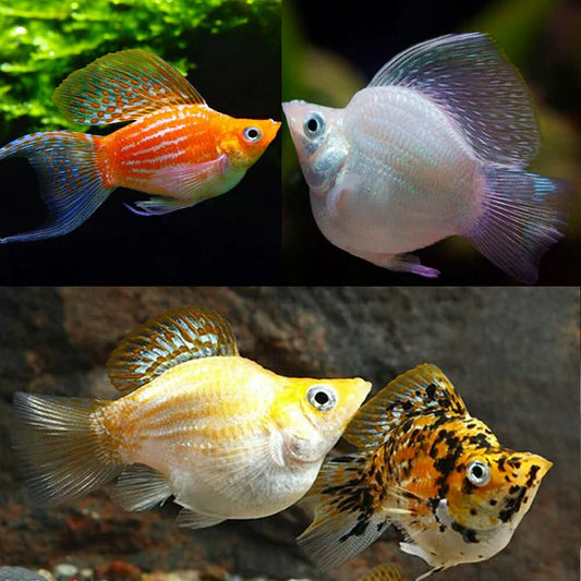 XL Assorted Balloon Sailfin Molly