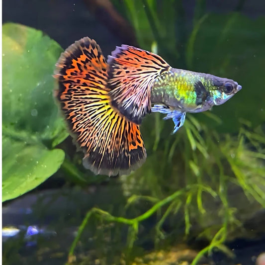 Red Dragon Tail Guppy