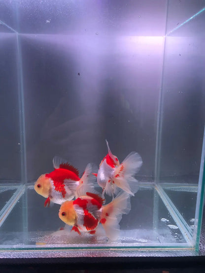 Red and White Rose Tail Oranda 11-12cm