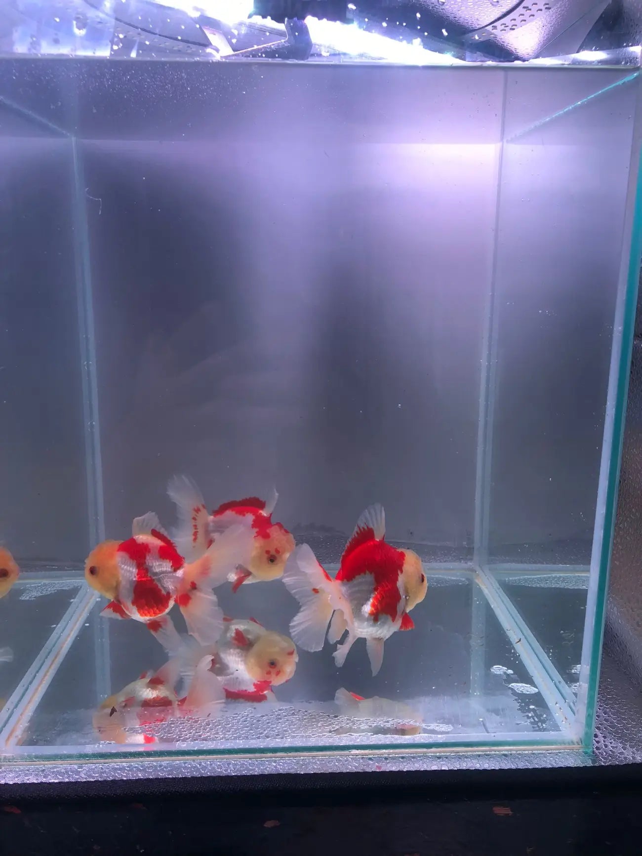 Red and White Rose Tail Oranda 11-12cm