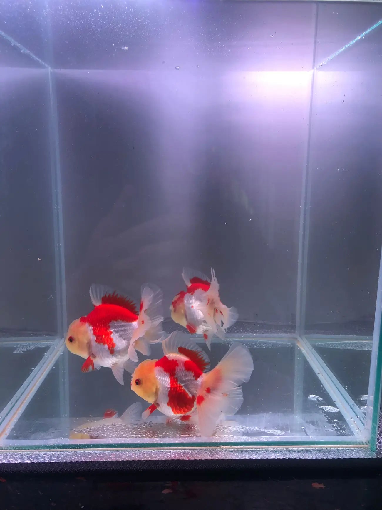 Red and White Rose Tail Oranda 11-12cm