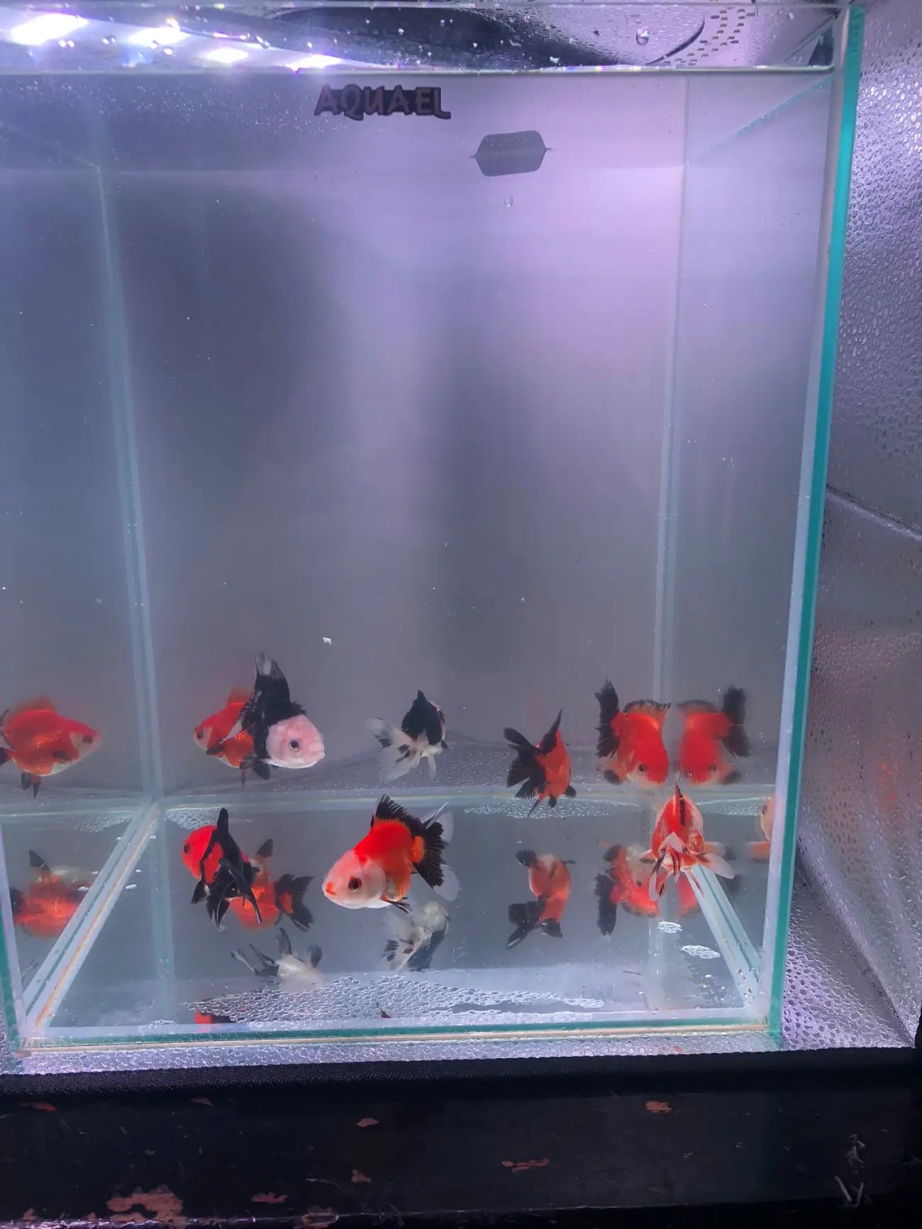 Panda Oranda Tricolor Goldfish 7-8cm