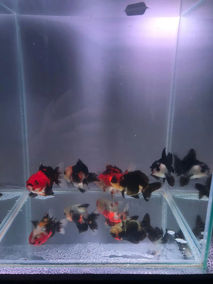 Panda Oranda Tricolor Goldfish 9-10cm