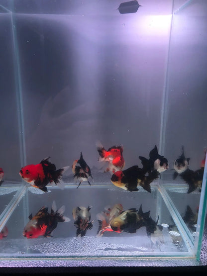 Panda Oranda Tricolor Goldfish 9-10cm