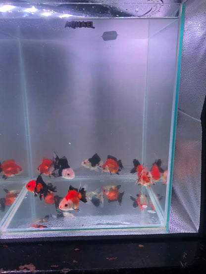 Panda Oranda Tricolor Goldfish 7-8cm