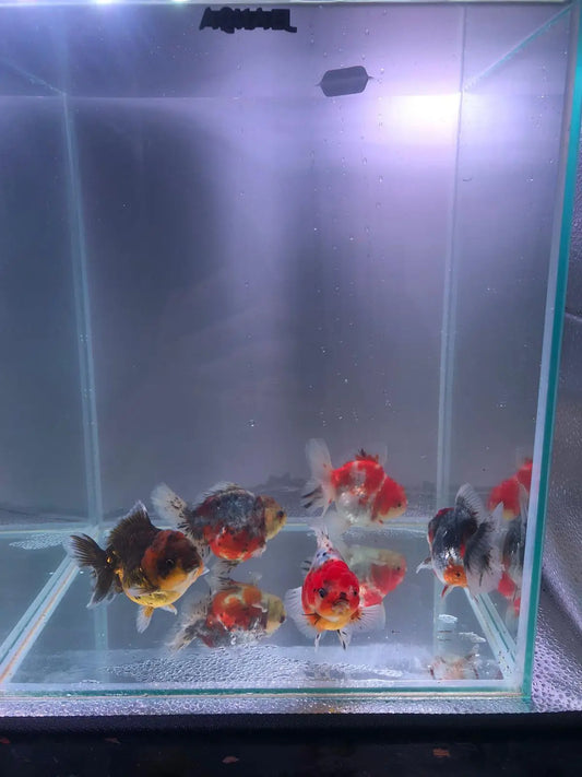 Short Tail Oranda Goldfish 9-10cm