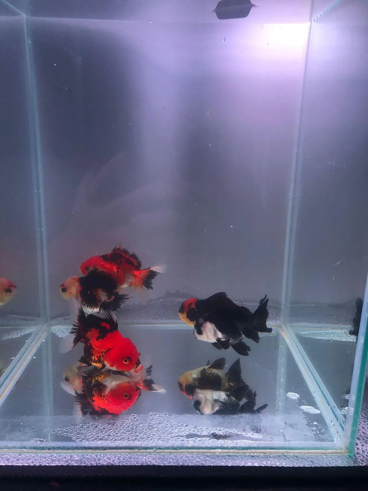 Panda Oranda Tricolor Goldfish 9-10cm