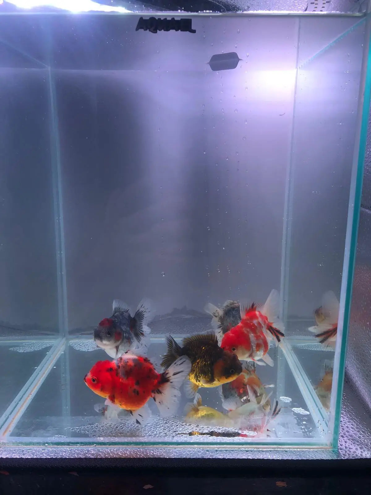 Short Tail Oranda Goldfish 9-10cm