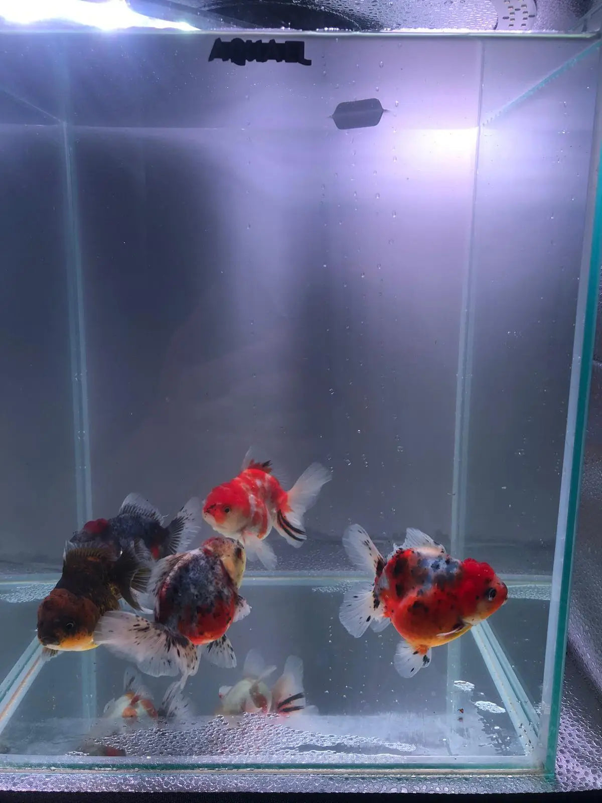 Short Tail Oranda Goldfish 9-10cm