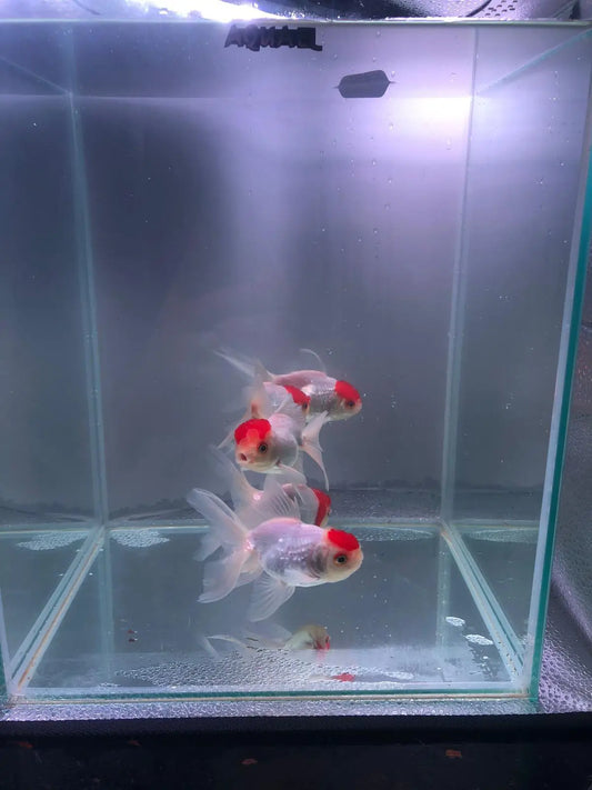 Red Cap Oranda Goldfish 9-10cm