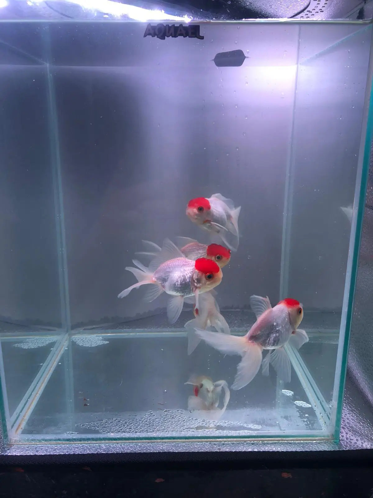 Red Cap Oranda Goldfish 9-10cm