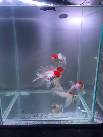 Red Cap Oranda Goldfish 9-10cm