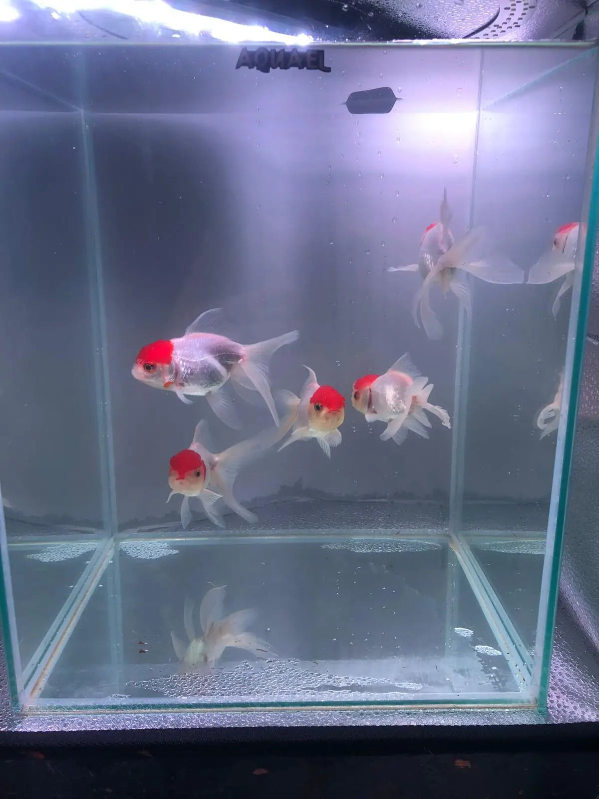 Red Cap Oranda Goldfish 9-10cm