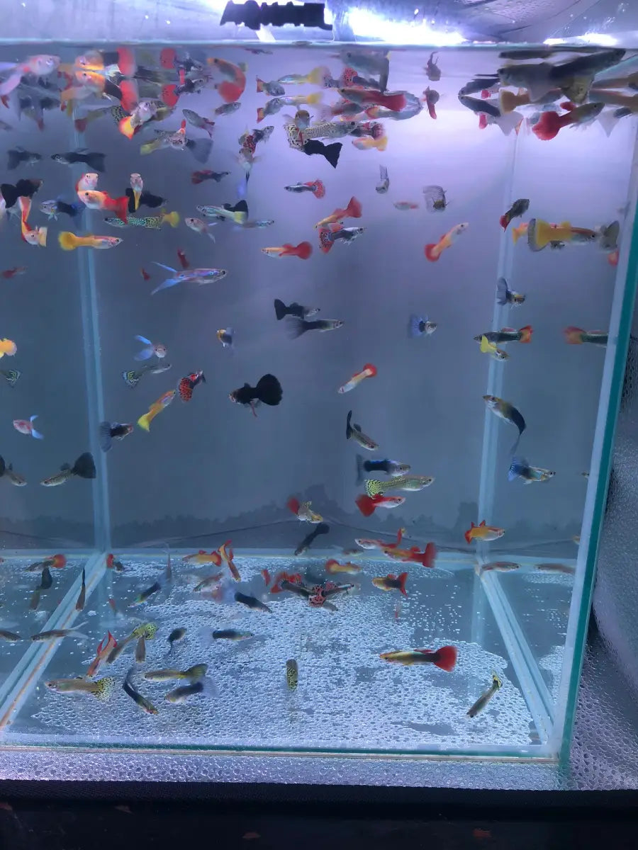 Assorted (Male Guppy)