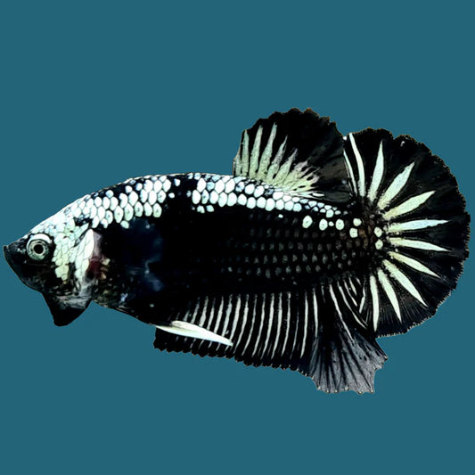 Black Samurai Betta