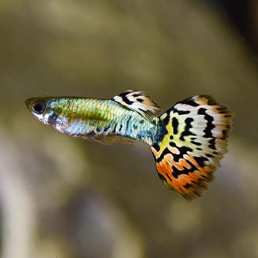 Luminous Leopard Guppy