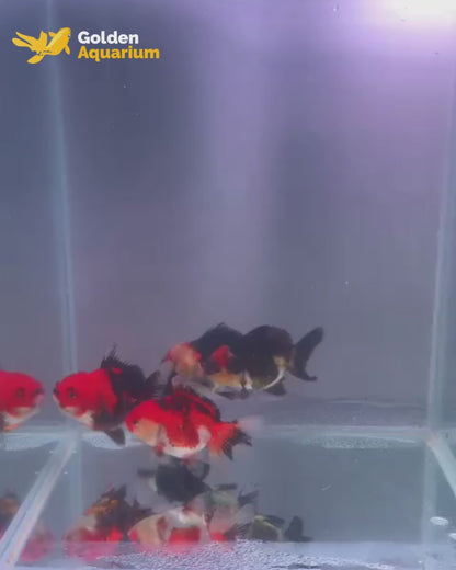 Panda Oranda Tricolor Goldfish 9-10cm