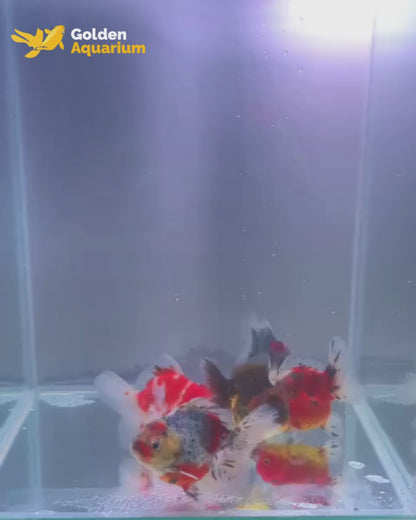 Short Tail Oranda Goldfish 9-10cm