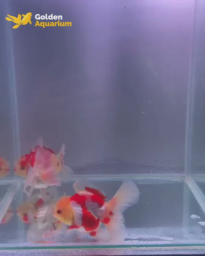 Red and White Rose Tail Oranda 11-12cm