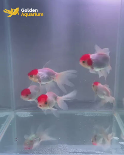 Red Cap Oranda Goldfish 9-10cm