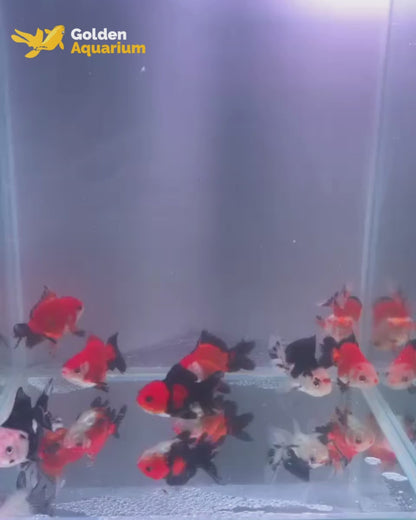 Panda Oranda Tricolor Goldfish 7-8cm