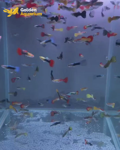 Assorted (Male Guppy)